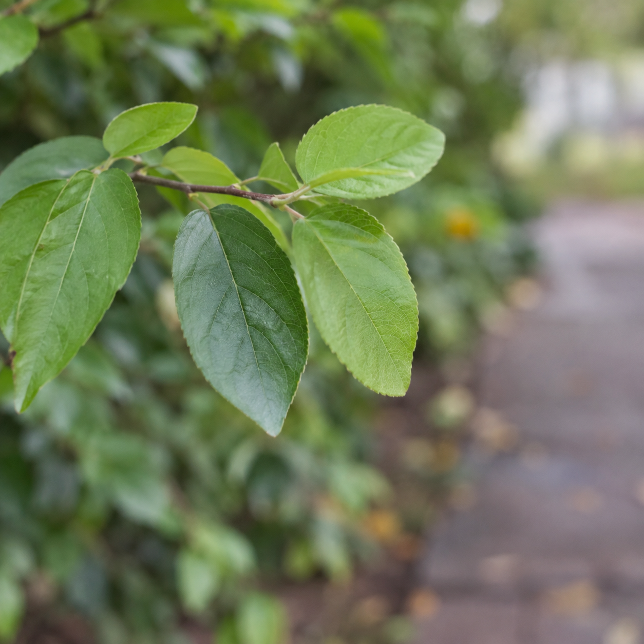 散步时认不出植物名字,也不用马上失望 · 示意图